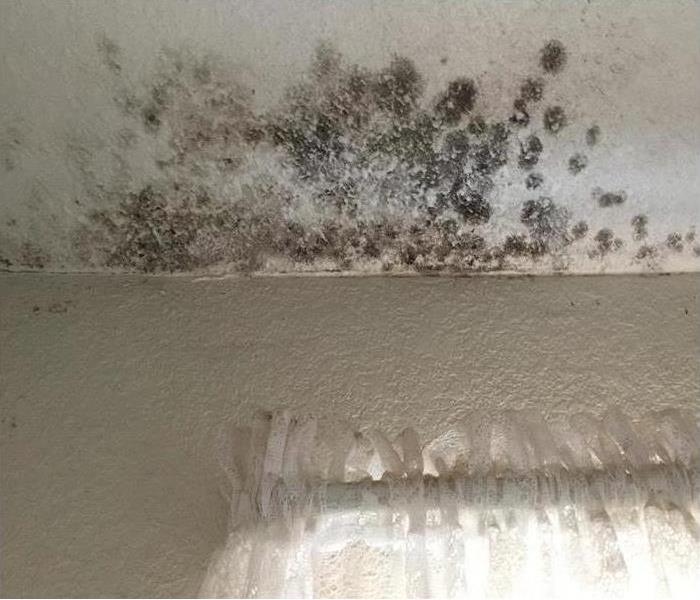 Why SERVPRO? - How Fast Can Mold Grow? - image of mold on surface